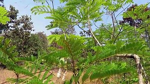 Easy Snake Trap - Build Underground Python Trap Using Tiger & Fish Trap