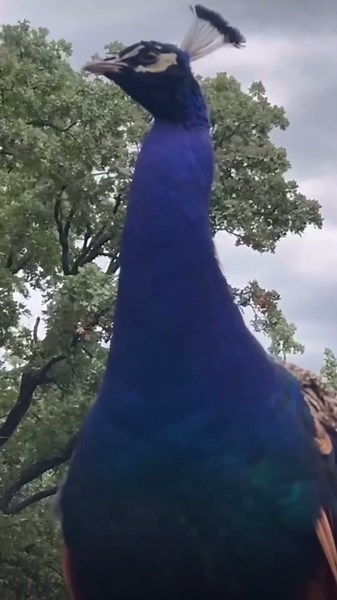 Peacock Video Sound Explained: Discover Its Unique Beauty🦚