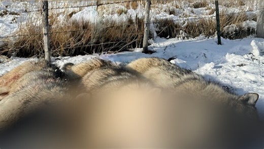 Three wolves killed in Avon, picture prompts concern over 'lethal removal' - KSLTV.com