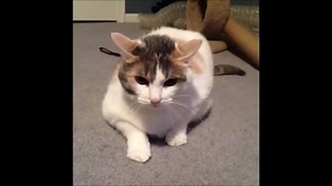 Funny Cats Fails Compilation (Vines Fails and Funny Moments)