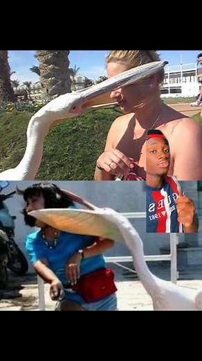 They’re Satan spawn with flyer miles and no fun fact will tell me otherwise #dinosaur#wtf#birds Spooky, quiet, scary atmosphere piano son. | Mndiaye