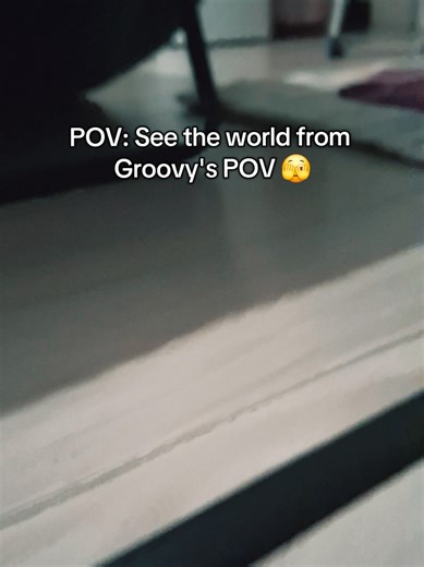 Understanding Height from Groovy's Perspective