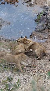 Watch these entertaining Lion Cubs Wrestle each other on Safari. #lions #lionking #wildlife #cute #krugernationalpark | Kruger Gone Wild Safaris