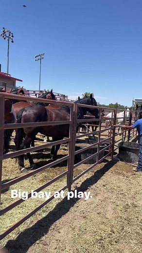 64K views · 1.1K reactions | It’s hot in Utah! CINCH JEANSPhenom Genetics Inc.Bucking Horse Breeders AssociationBronc Riding NationBattle Born BroncsSheridan WYO RodeoMercury Leather Works | Sankey Pro Rodeo | Facebook