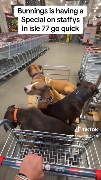 Adopting a Cute Rescue Dog in Australia