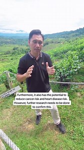 Teh. Tea. Cha. Chai. It's Camellia sinensis. | Sabah Tea