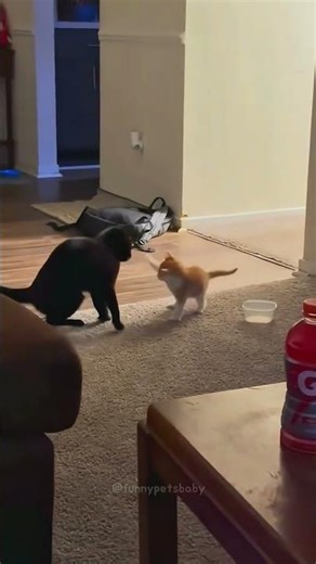 Cats Teasing Their Friends Compilation