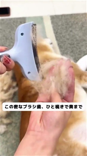 梳かす→押すの一動作で、浮き毛自動除去と毛のもつれ解きを同時に。新世代のブラシはどんどん合理的に進化。#わんこグッズ #浮き毛ブラシ #初めての犬飼い #グルーミング#ペット用品