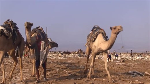The Afar Tribe: "White Gold" Miners in the Land of Death Part 8 | Afar Histories Gallery