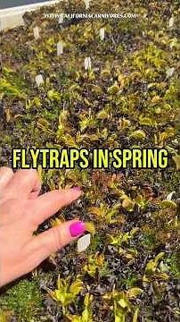 Flytraps in spring