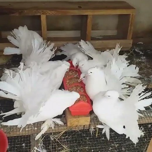 Beautiful White Fantail Pigeons Feeding Time | Pure White Birds