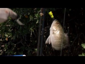 Reel Rivals Web Extra: Race to 100 Snappers