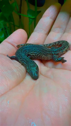 Borneo earless monitor lizard (Lanthanotus borneensis) is a rare semi aquatic reptile from Borneo known for its dragon like appearance armored skin and reclusive nocturnal habits. Despite lacking external ear openings it can hear and it possesses venom glands though its bite is considered weak. These lizards are threatened by habitat loss. #borneoearlessmonitor #lanthanotusborneensis #reptile #lizard #trending | JTK Reptiles