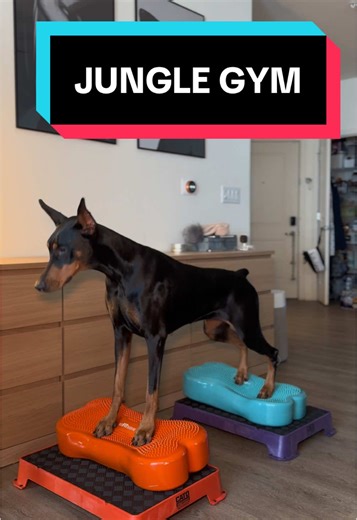 Core Strengthening for Doberman in Jungle Gym