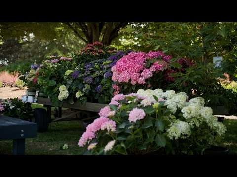 Hydrangea Care Guide: How to Grow, Prune & Choose the Right Hydrangea for Your Garden