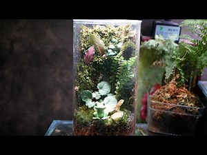 Moss Terrarium for Beginners | Step-by-Step Handcrafted Moss Terrarium | Living Art by Moriscape