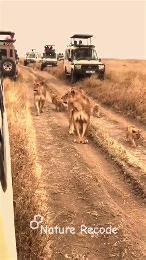 Lion Walks Inches From Safari Jeep | The Ultimate Wild Africa Close Encounter #wildlife