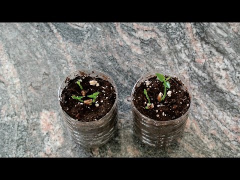How to Grow a Lemon Tree from Seed! 1st Update: 2 weeks!