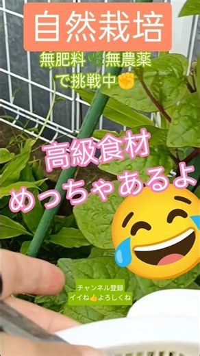 ツルムラサキ🌿初栽培✌高級食材？？👀‼️ #自然栽培挑戦中
