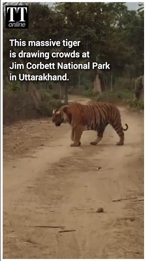 Hercules, a Giant Tiger, has Become the Star Attraction at Jim Corbett Reserve #tiger #jimcorbett