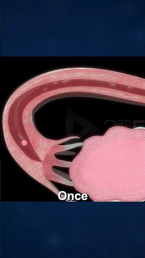 Ovaries in Female Reproductive System 🧬 | Structure & Function Explained! | #Shorts