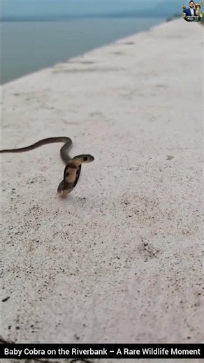 Baby Cobra on the Riverbank – A Rare Wildlife Moment #snake #cobra #wildlifeentertainment