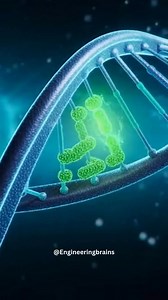 Scientists have discovered that activating a single gene—EGR-1—can help restore immune balance in people with Multiple Sclerosis (MS). By reactivating this powerful regulatory gene, researchers were able to reduce inflammation, repair immune dysfunction, and ease MS symptoms in early studies. It represents one of the most promising genetic breakthroughs yet for treating autoimmune diseases. • EGR-1 acts as an immune “master switch,” helping the body distinguish between healthy tissue and harmful