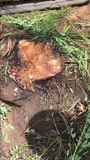 Part 2 🎬 A closer look at the Fecon Tree Shears in action 🌲🔪