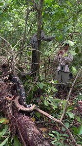 Esta enorme boa imperator la encontramos hace algunos meses cerca del sendero Sirena en el Parque Nacional Corcovado 🇨🇷 La boa común (Boa constrictor imperator) conocida como mazacuata y limacoa en México, Nicaragua, El Salvador y Guatemala (del náhuatl mazacoatl, "culebra-venado"), Saruro en Venezuela y como bécquer en Costa Rica es una subespecie de la Boa constrictor. | Surcos Tours - Costa Rica