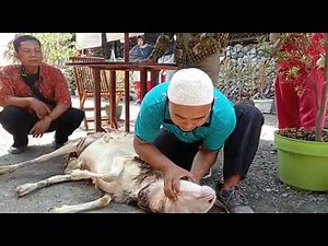 The Right and Correct Way to Slaughter a Qurban Animal