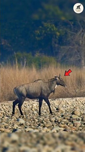 One Kick from a Nilgai Can Change Everything! 🤯