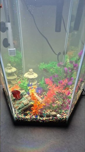Fish tank 20 gallon