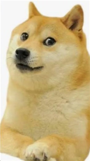 Doge the Legend of the memes. #memes #sad
