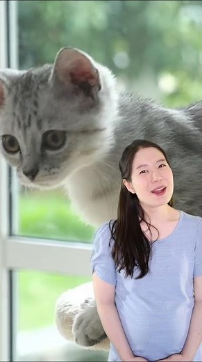 What do animals sound like in Chinese? 中文里动物们是怎么叫的？ #chineseforkids #babysfirstwords #learnmandarin