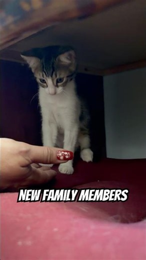 Stephanie Learns One Kitten Has A Serious Motor🐾🐱