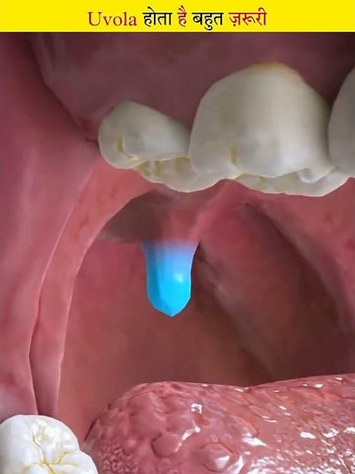 The uvula has an important function inside the mouth.