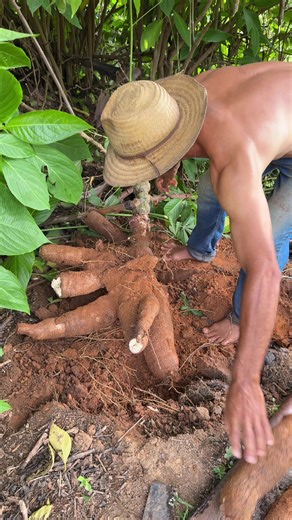 Cultivando Mandioca: Dicas e Experiências de Agricultura