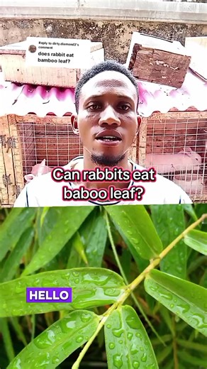 Replying to @dirty.diamond3 can rabbits eat bamboo leaf?