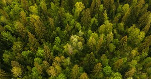 Quelle distinction entre une forêt et un bosquet ? Les critères officiels à connaître