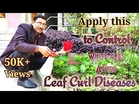Control Leaf Curl disease using Homemade Pesticide.