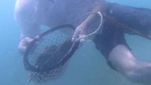 Video. Treasures and tradition - find out how pearl diving in Dubai still uses traditional methods