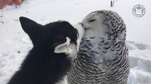 401K views · 15K reactions | Love conquers all: | The Pet Collective | Facebook