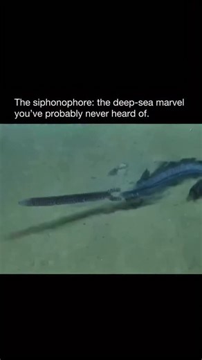 Random Videos | This may look like a single, alien-like creature from the deep sea, but you’re actually looking at a massive, floating city of thousands of... | Instagram