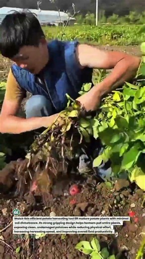 Harvest More Potatoes Faster with This Simple Hand Tool! 🥔 #Farming #Harvest #Agriculture