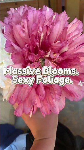 Stop the Flop! 🌸 The Secret to Sturdy, Massive Peonies