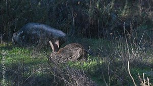 The European rabbit (Oryctolagus cuniculus) native species to the Iberian Peninsula eats grass in the forest of Sierra de Andujar National Park, Spain. 4K footage