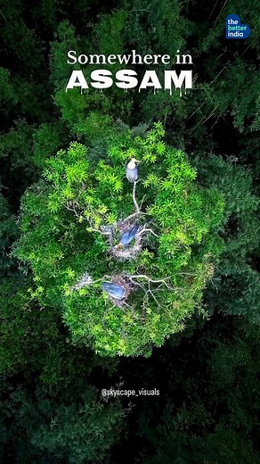 Ever thought a bird could change a village? In Assam, the Greater Adjutant, once feared and shunned, found its unlikely heroes. Led by Dr Purnima Devi Barman, thousands of rural women formed the Hargila Army, working year after year to protect nesting trees, rescue fallen chicks, and shift hearts. From just a few nests, their efforts helped the population soar. Their efforts transformed the stork’s population from just 450 to over 1,800. Today, the Greater Adjutant is no longer a bird to fear — 