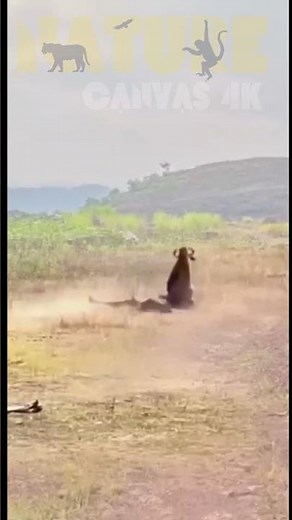 Lion chasing wildebeest Wildebeest Lion fighting wildebeest