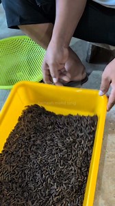 817 reactions · 14 shares | Pre pupa yang sudah bersih disimpan sementara menunggu menjadi pupa. Pupa kemudian akan dibawa masuk fly house. #blacksoldierflyfarming #fypシ゚viralシfypシ゚ | Hamzah Mohd Tang | Facebook