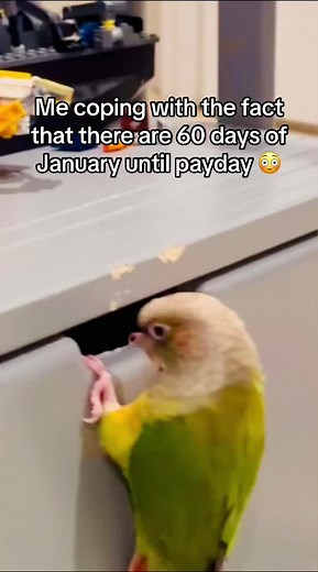 Counting Down to January 2024 with Memes and Birds